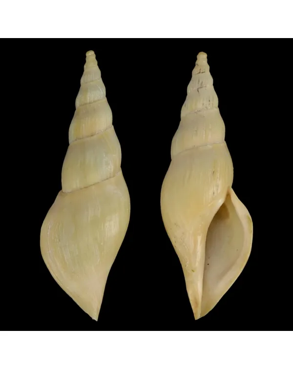 Fusivoluta Barnardi