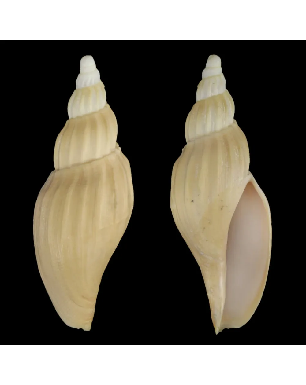 Fulgoraria Chinoi