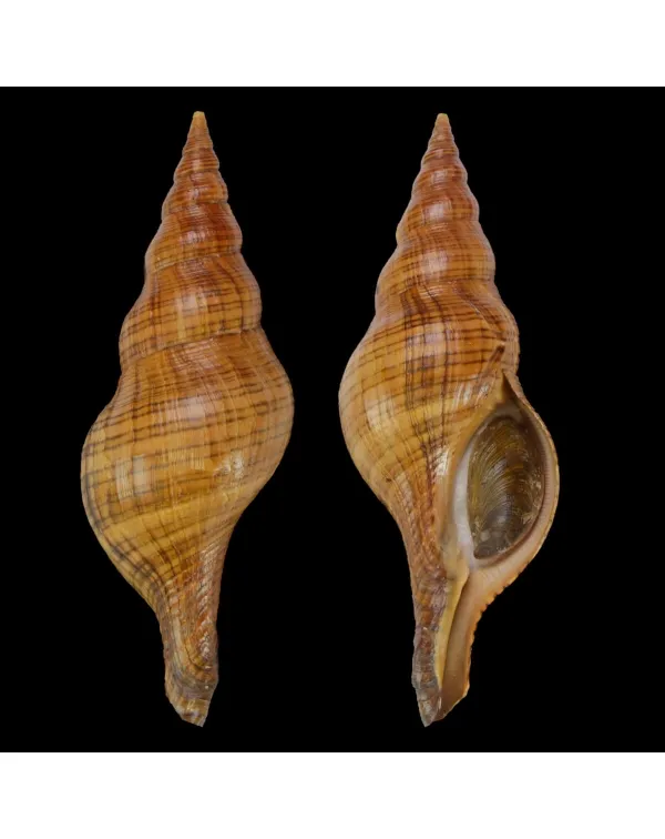 Filifusus Manuelae
