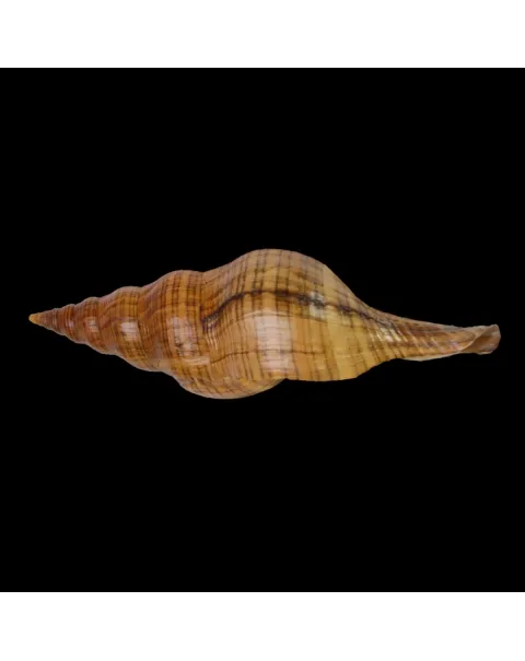 Filifusus Manuelae