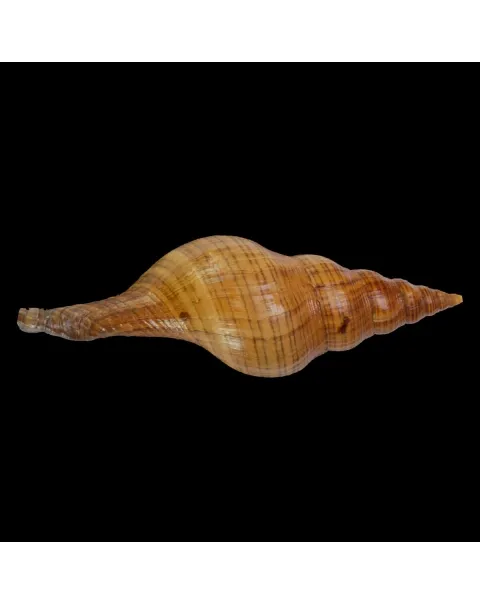Filifusus Manuelae