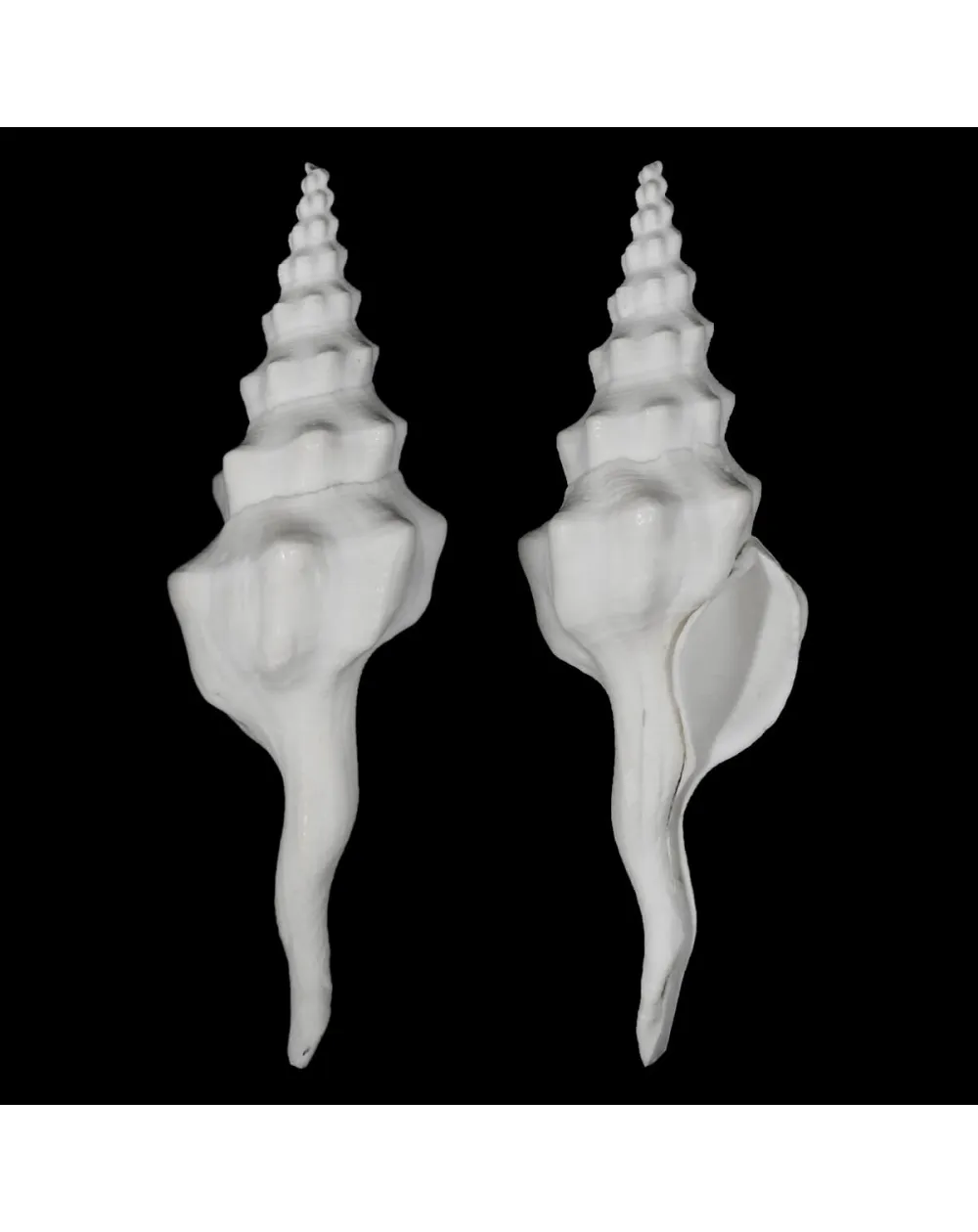 Cyrtulus Undatus