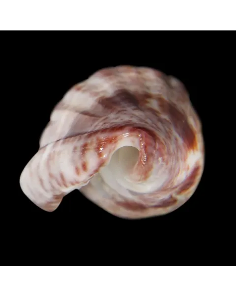 Glabella Mirabilis