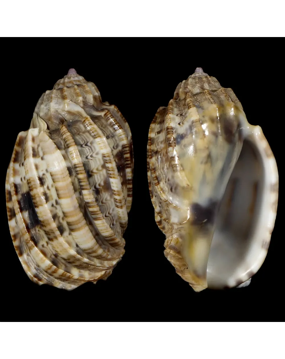 Harpa Amouretta