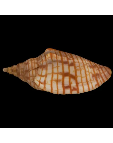 Harpulina Arausiaca f. Vexillum