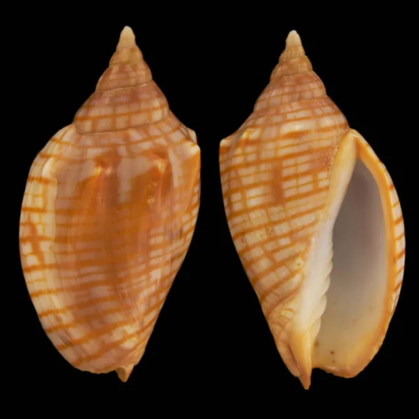 Harpulina Arausiaca f. Vexillum