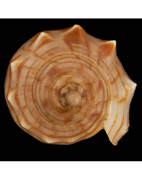 Harpulina Arausiaca f. Vexillum