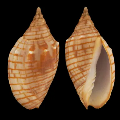Harpulina Arausiaca f. Vexillum