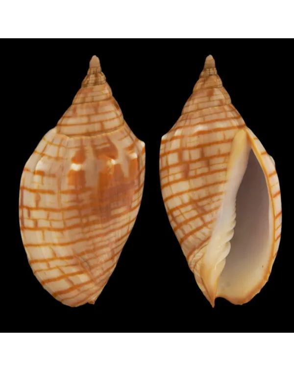 Harpulina Arausiaca f. Vexillum