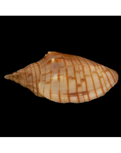 Harpulina Arausiaca f. Vexillum