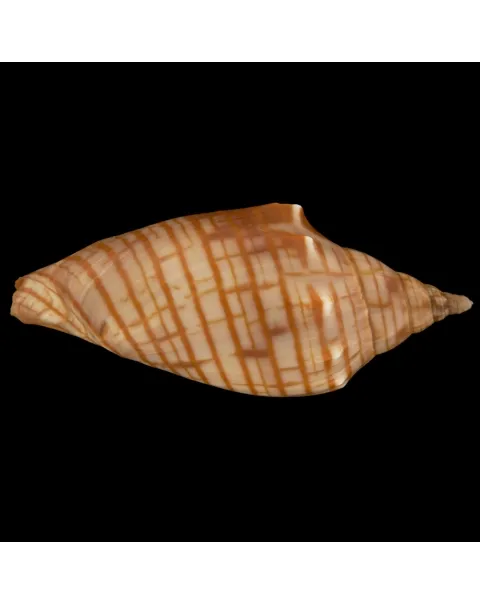 Harpulina Arausiaca f. Vexillum