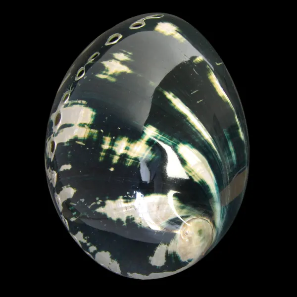 Haliotis Cracherodii