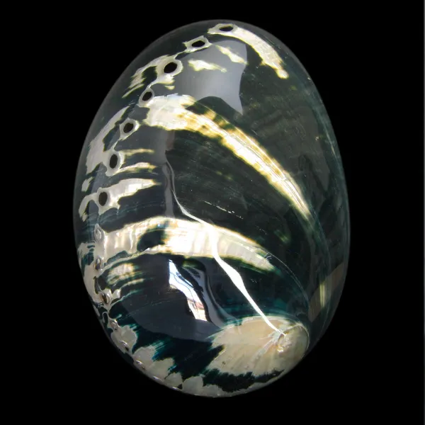 Haliotis Cracherodii