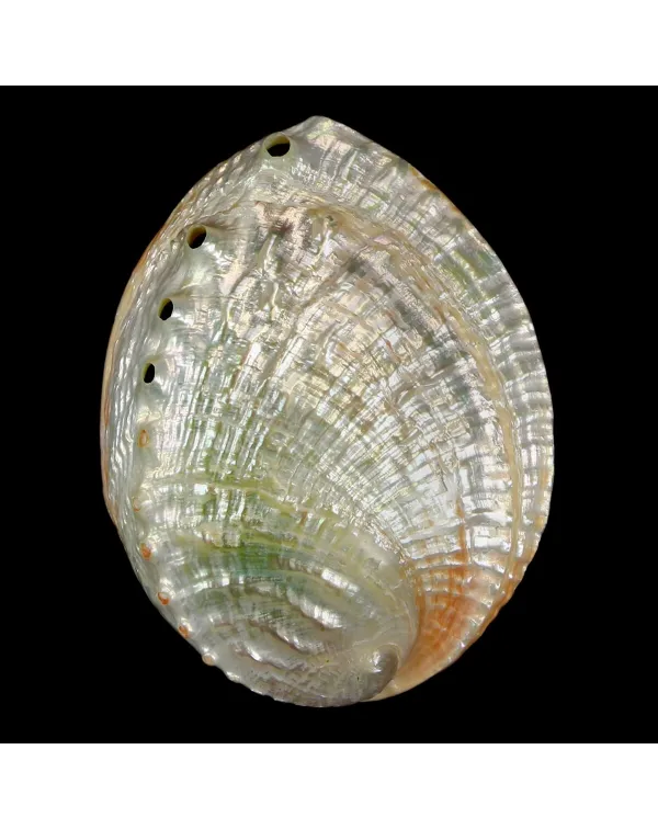 Haliotis Rubra