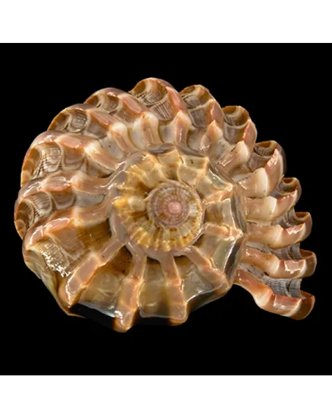 Harpa Cabriti