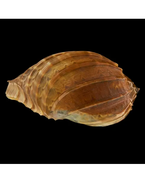 Harpa Cabriti