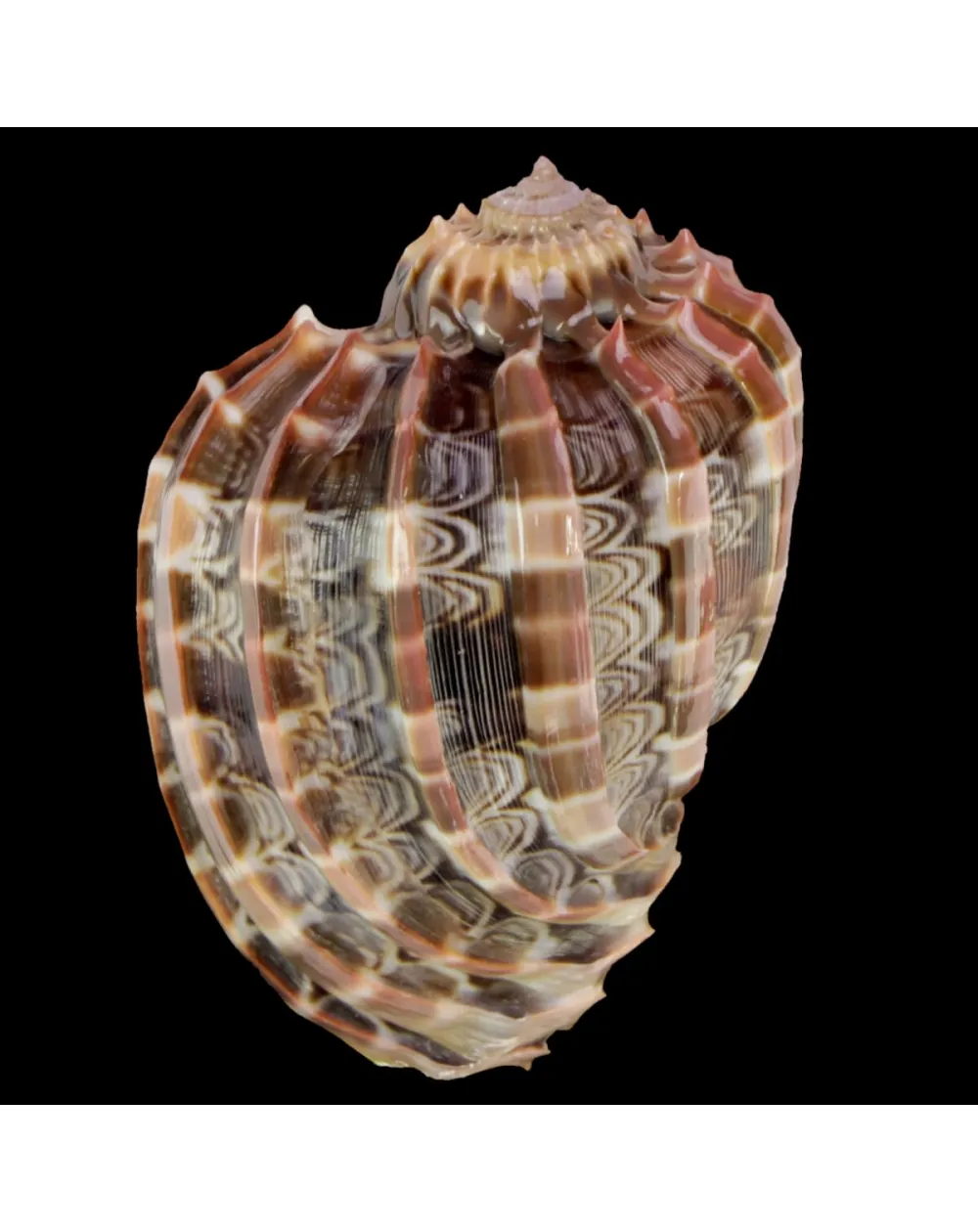 Harpa Cabriti