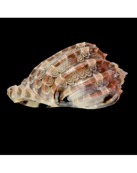Harpa Cabriti