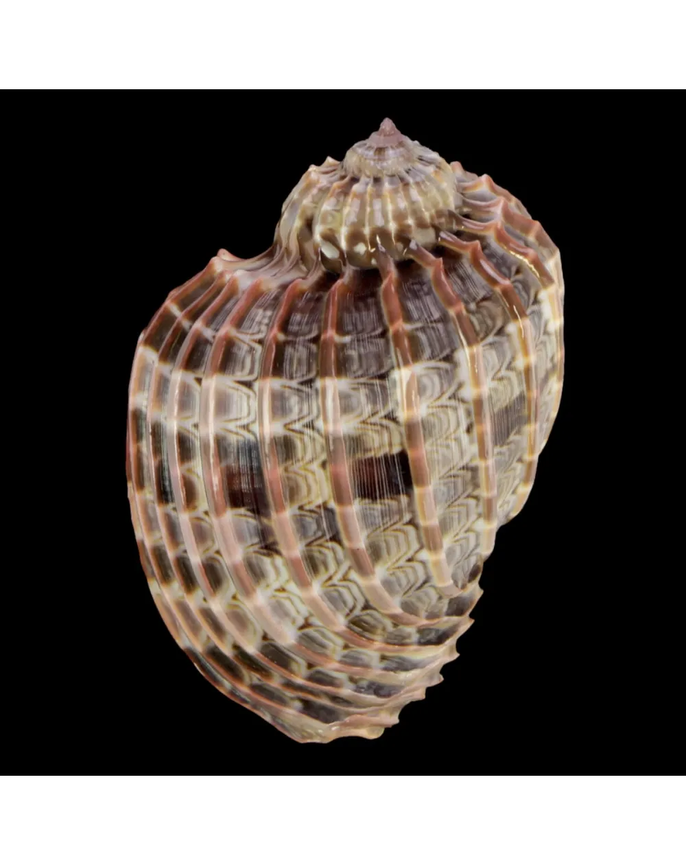 Harpa Cabriti