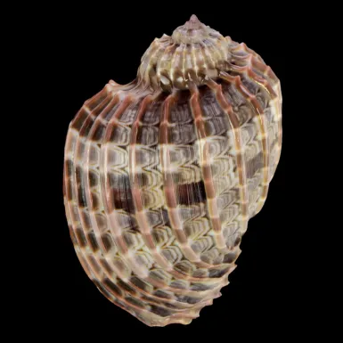 Harpa Cabriti