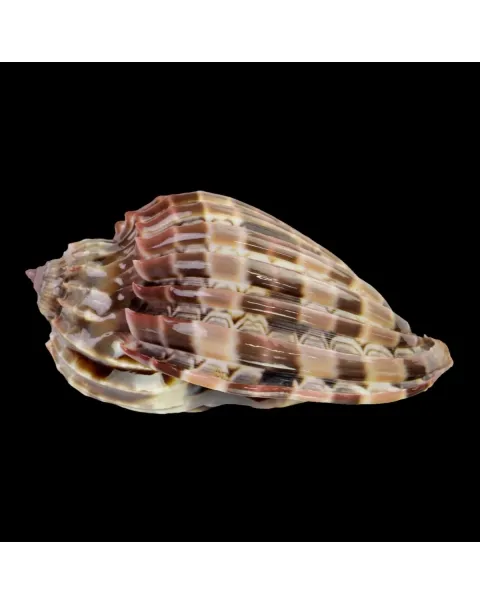 Harpa Cabriti