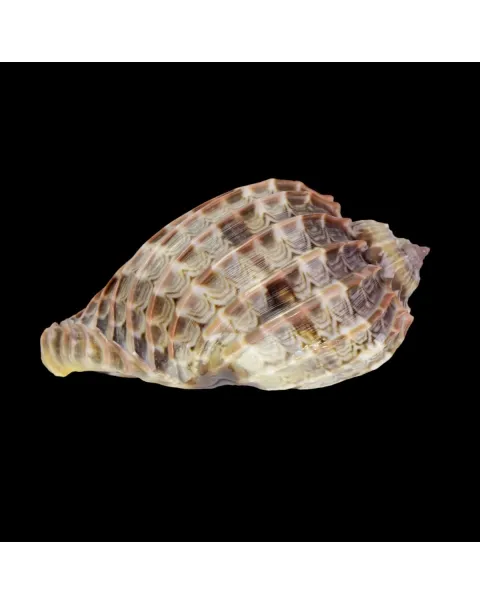 Harpa Cabriti