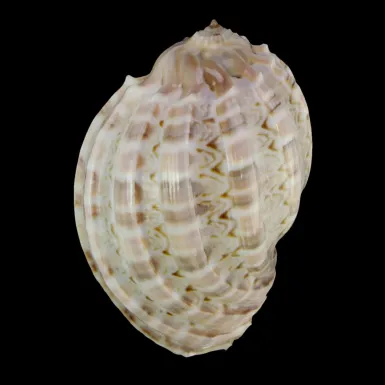 Harpa Cabriti White