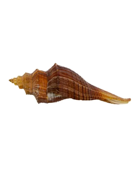 Hemifusus Carinifer