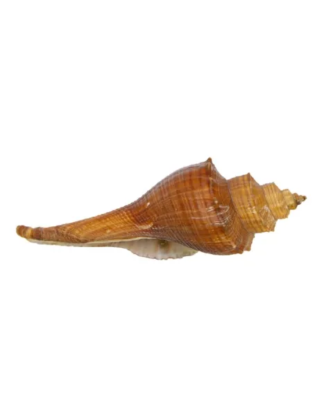 Hemifusus Carinifer
