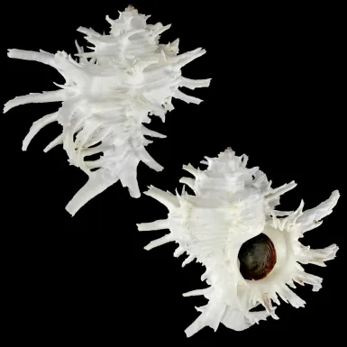 Hexaplex Cichoreum 