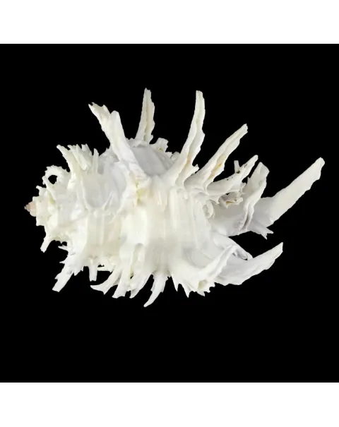 Hexaplex Cichoreum 