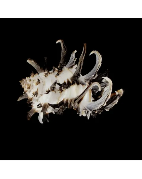 Hexaplex Cichoreum