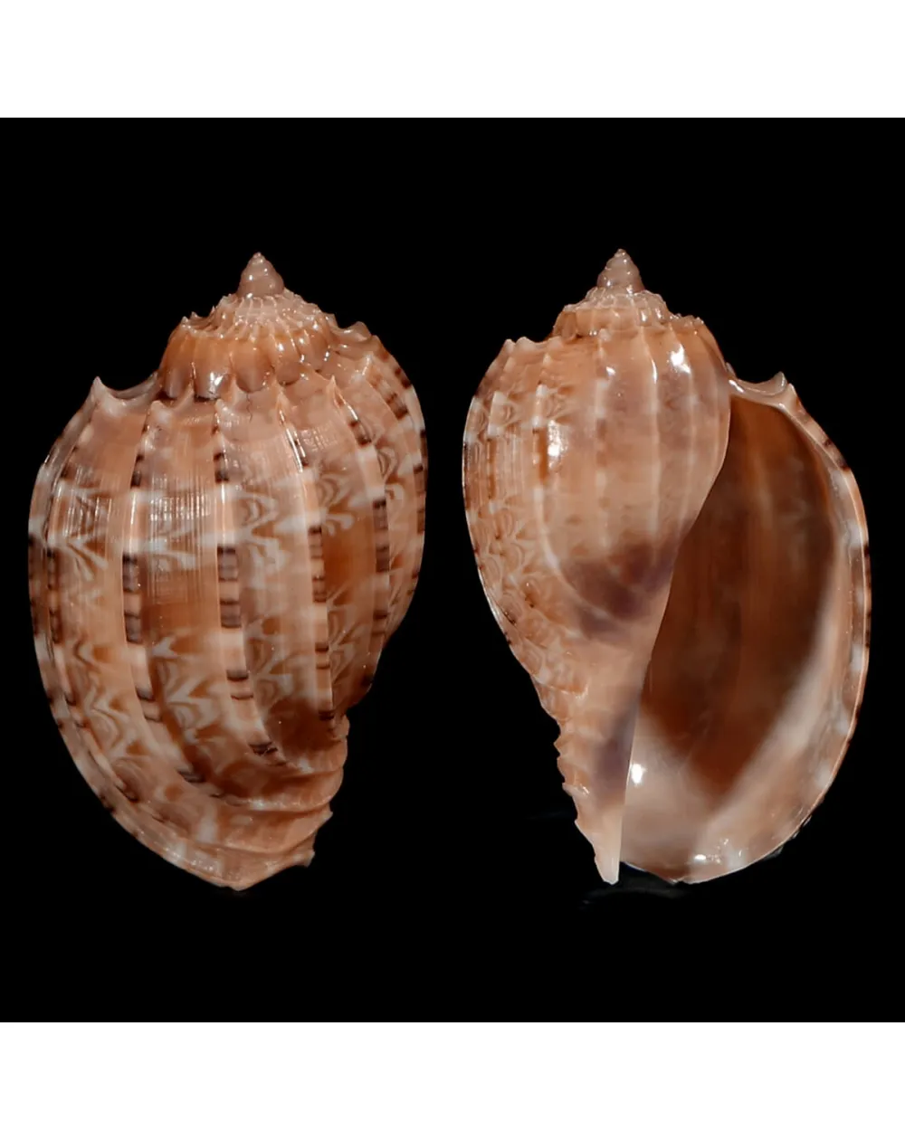 Harpa Kajiyamai
