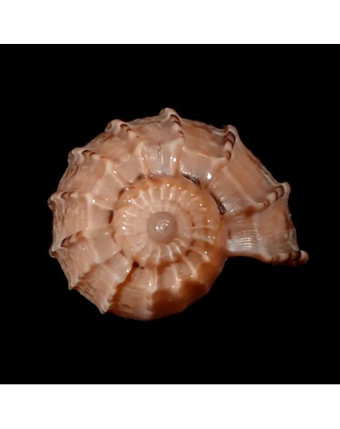 Harpa Kajiyamai