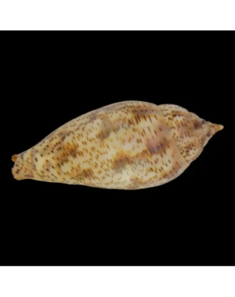 Harpulina Lapponica