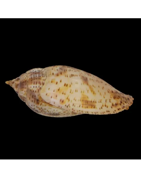 Harpulina Lapponica