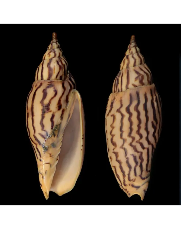 Harpulina Lapponica Loroisi