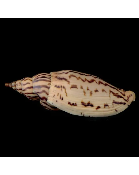 Harpulina Lapponica Loroisi