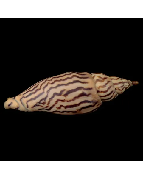Harpulina Lapponica Loroisi