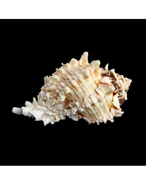 Hexaplex Regius