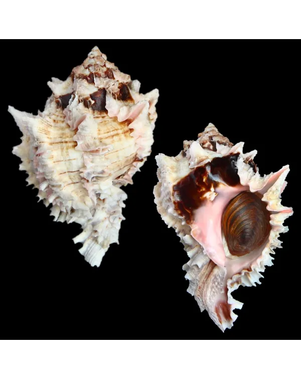 Hexaplex Regius
