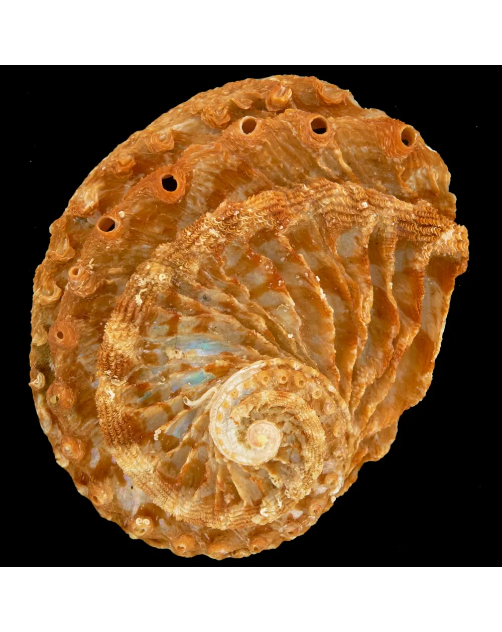 Haliotis Scalaris