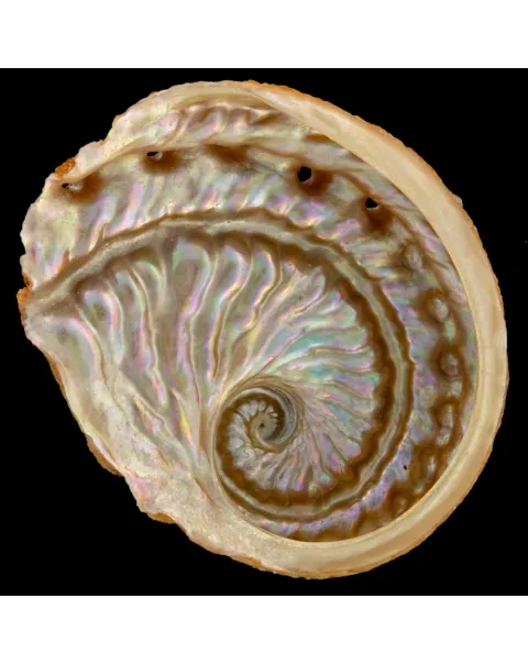 Haliotis Scalaris