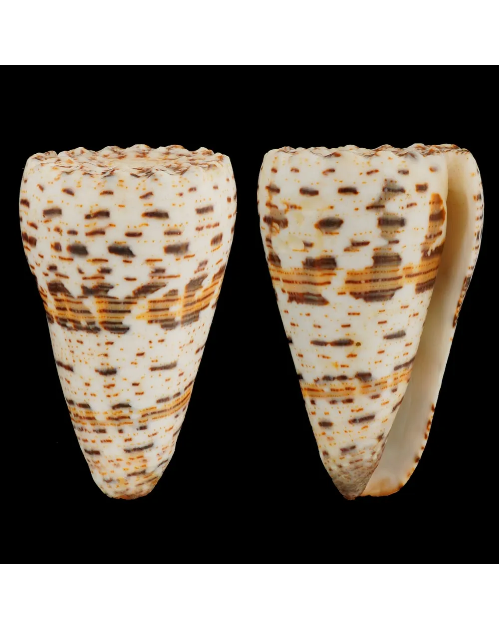 Conus Imperialis Fuscatus