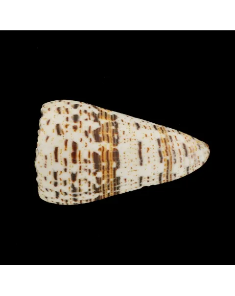 Conus Imperialis Fuscatus