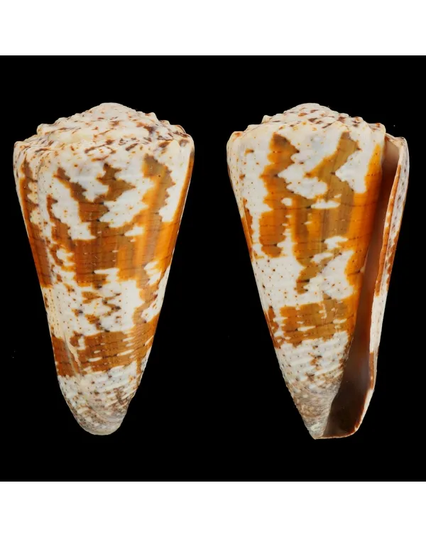 Conus Imperialis Fuscatus