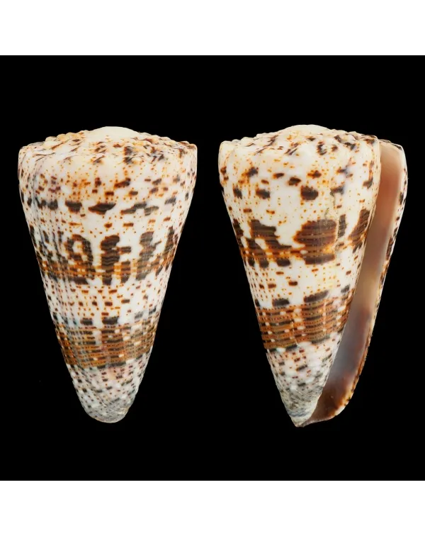 Conus Imperialis Fuscatus