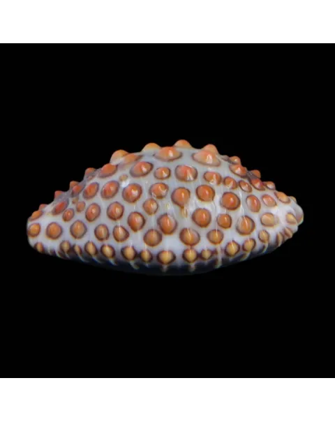 Jenneria Pustulata