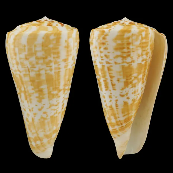Conus Pulcher