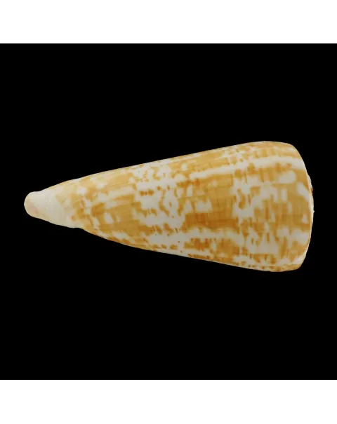 Conus Pulcher